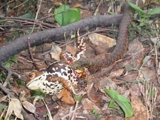近づいただけで失明の危険、噛まれたら全身出血も! 毒蛇「ヤマカガシ」の凶悪性を徹底解説!の画像3