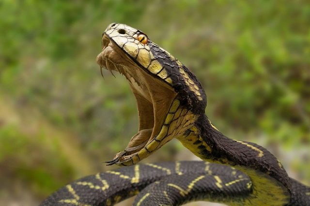 近づいただけで失明の危険、噛まれたら全身出血も! 毒蛇「ヤマカガシ」の凶悪性を徹底解説!の画像2