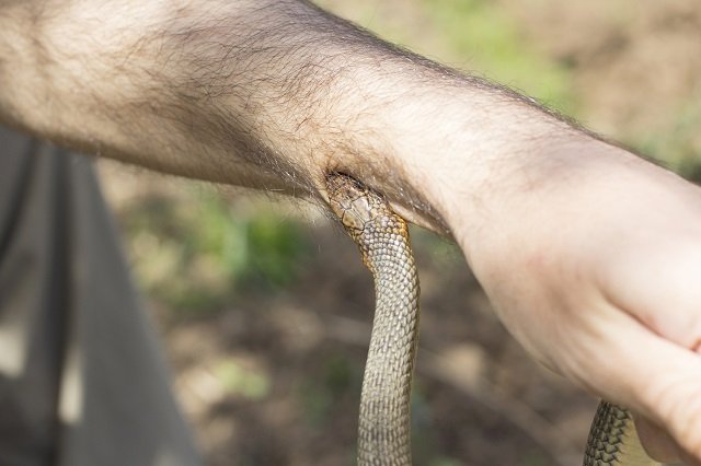 近づいただけで失明の危険、噛まれたら全身出血も! 毒蛇「ヤマカガシ」の凶悪性を徹底解説!の画像4