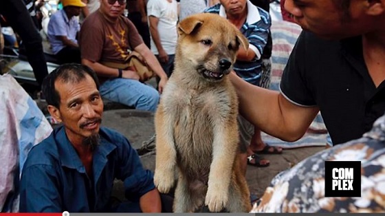 国際批判も無視 1万匹以上の犬を虐殺する中国ユーリン 犬肉祭り