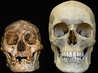 ホビット？ ダウン症？ 身長1ｍ、高度な知能を持った1万7千年前の人骨の謎！