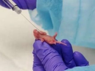 中絶胎児をマウスに融合「ヒト化ネズミ」爆誕へ！ 恐怖のフランケンシュタイン実験が米国で進行中！