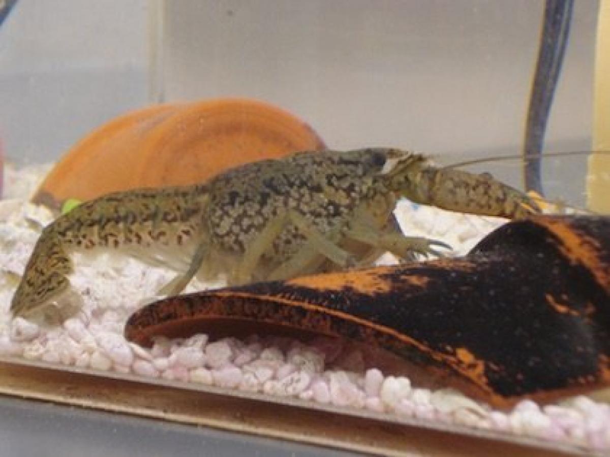 自分のクローンを作って増える 謎の新種ザリガニ が世界で大繁殖中 地球の生態系崩壊へ
