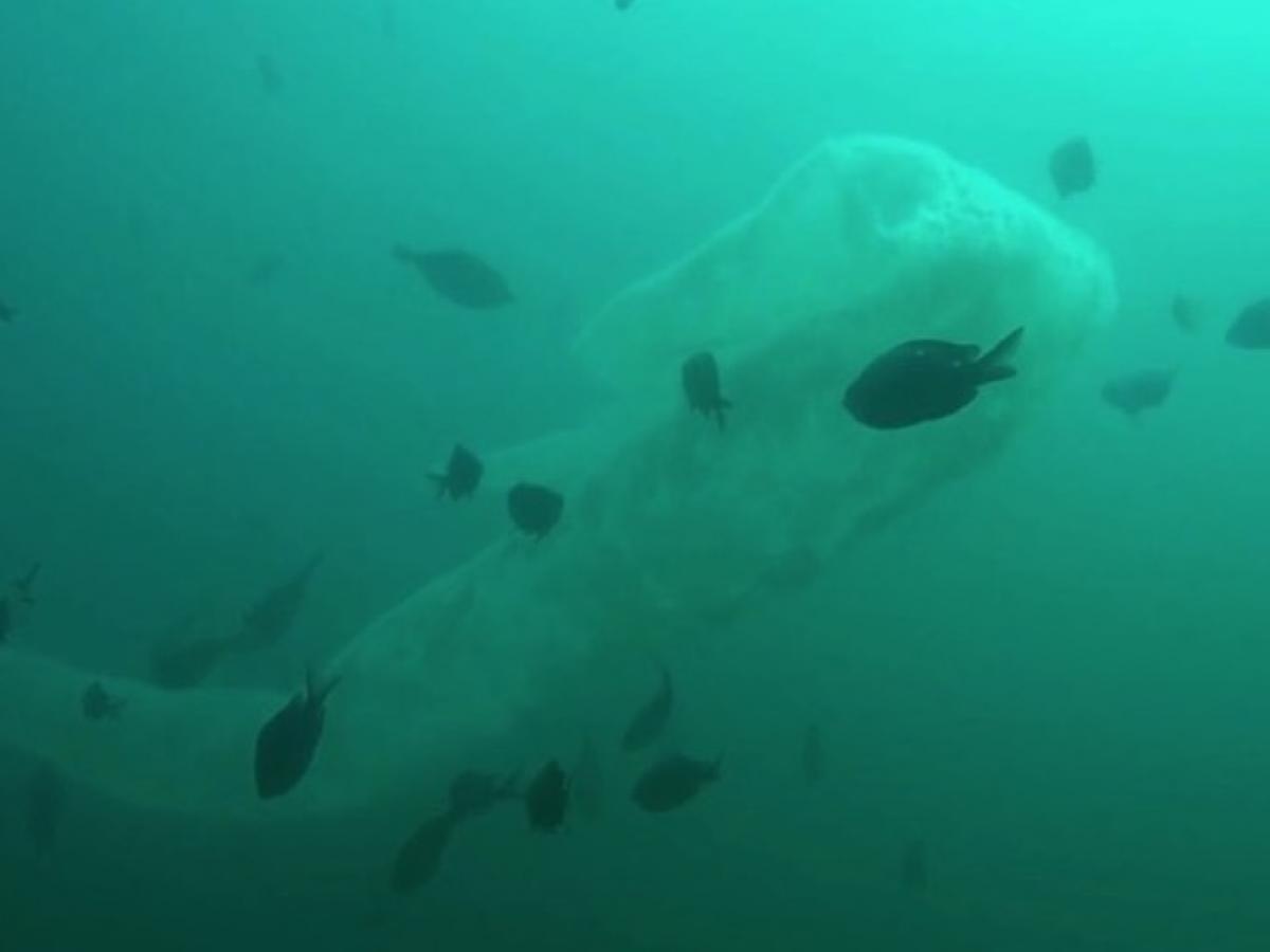 衝撃動画 海中を漂う 超巨大コンドーム生物 出現 熟練ダイバーも驚愕 ついに伝説のumaシーサーペント発見か Tocana