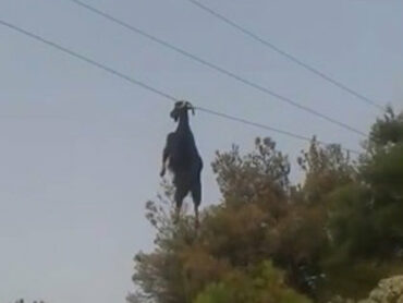 キャトルミューティレーションの最新ニュース記事 まとめ Tocana