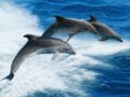 イルカは互いに「名前」で呼び合い会話していることが判明！ 同盟を結んで戦いも… 異様に賢い実態に戦慄（最新研究）