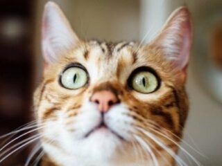 猫の寄生虫トキソプラズマに感染すると「起業家」になりやすい!?  やはり腸内環境は精神に影響か!?