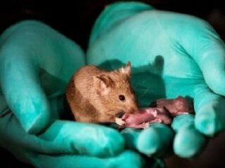 メス2匹だけで元気なマウスを作る実験に成功！ オス2匹でも生まれたがすぐに死んだ