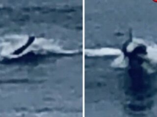 米ビーチで謎すぎる「人間モンスター」が撮影される！ 人魚か、人間型UMAか…サーファーも驚愕