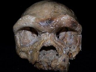 人類の起源は東アジアか？ 中国で発見された26万年前の頭蓋骨「ダーリー・スカル」がアフリカ誕生説を覆す可能性