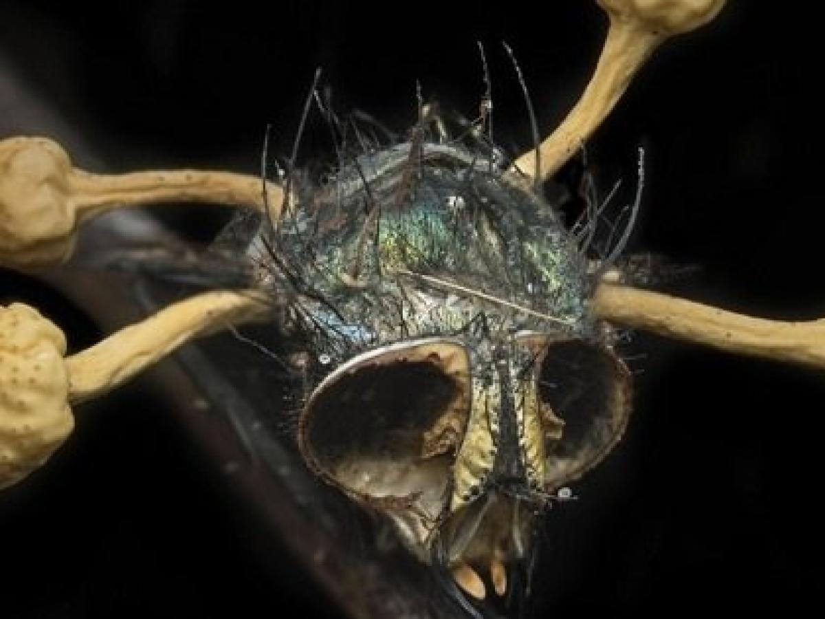 最凶にキモい昆虫ゾンビ3選 キノコが生えたゾンビバエ 尻に触手を生やした蛾