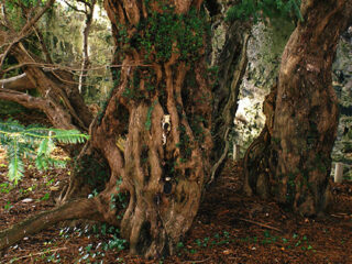 雄から雌へと性転換するニューハーフ樹木“フォーティンゴールのイチイ” ― 五千年の遥かなる時を経て