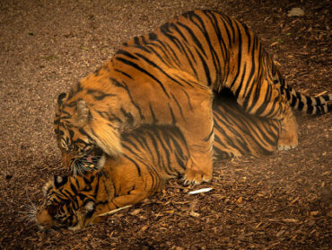 動物園の検索結果 Tocana