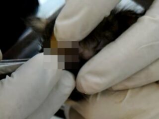 【閲覧注意】両眼をウジ虫に喰われた子猫の手術映像が悲しすぎる！ 腐った眼球にうじゃうじゃと…