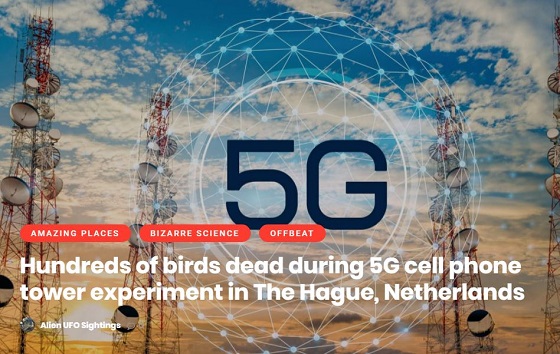 5Gの実験中に鳥297羽が謎の突然死!「まるで殺人現場」牛も異変…人体への影響は!?=オランダの画像3