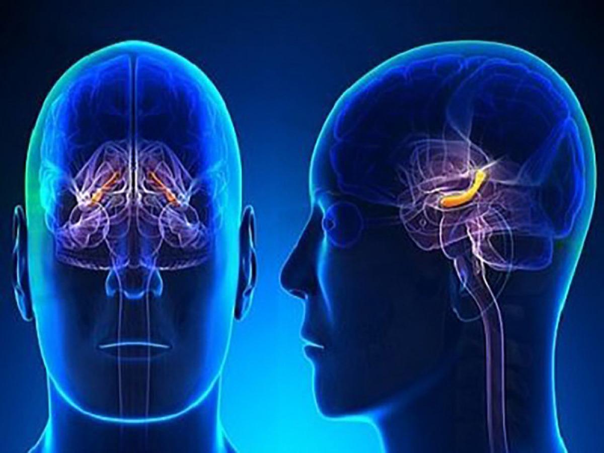 顔がデカい人 脳もデカくて地頭が良い ことが判明 流動性知能 に差 長年の議論についに結論