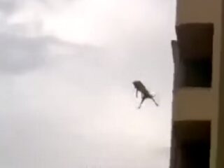 自殺か、それとも？ ビルの屋上から飛び降りる犬が激写される!!
