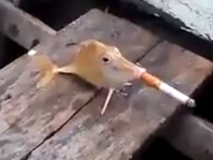 これはヤバい「喫煙魚」！ ― 漁師が魚にタバコを強要、世界中で非難の嵐の画像1