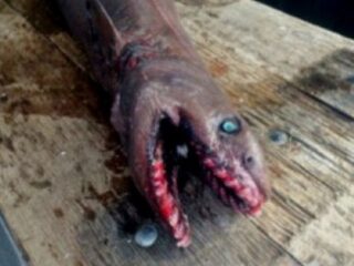 “25の歯列と300本の歯”を持つ恐すぎるサメ「ラブカ」出現!!　漁師も困惑「別の時代からやって来たようだ」