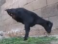 【閲覧推奨】奇形「カラスになったヤギ」が物理法則を超越！ 奇跡のバランス感覚に賞賛の声