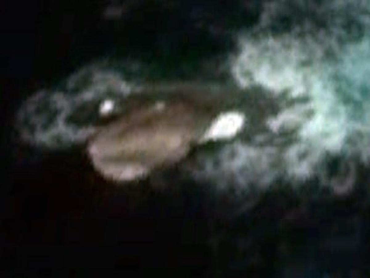 巨大怪物イカ クラーケン 出現か グーグルアースが体長1mの巨体をハッキリ捉えていた