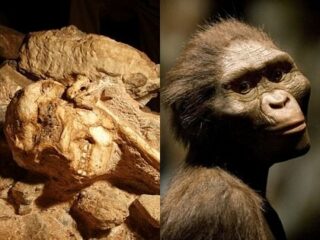 小さな足の初期人類「リトルフット」とは!? 人類最古の完全な骨格が再現され、衝撃の新事実が続々判明！