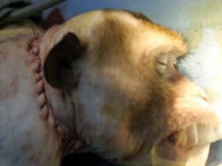 サルの頭部移植手術が成功「残すは人間のみ」！ 1日も早い倫理的問題の議論を！