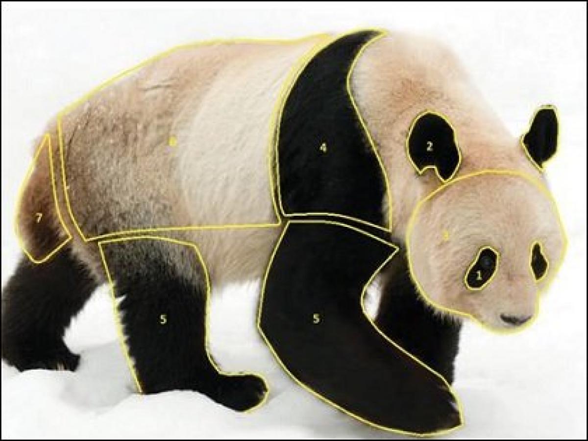 ガチ科学 ついにパンダが白黒である理由が解明 理学博士 この色で 最強の力 を得ている Tocana