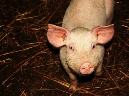 飼っているブタに食い尽くされた男 の事件が激ヤバ 飢えたブタは最恐 世界で相次ぐ人喰いブタ