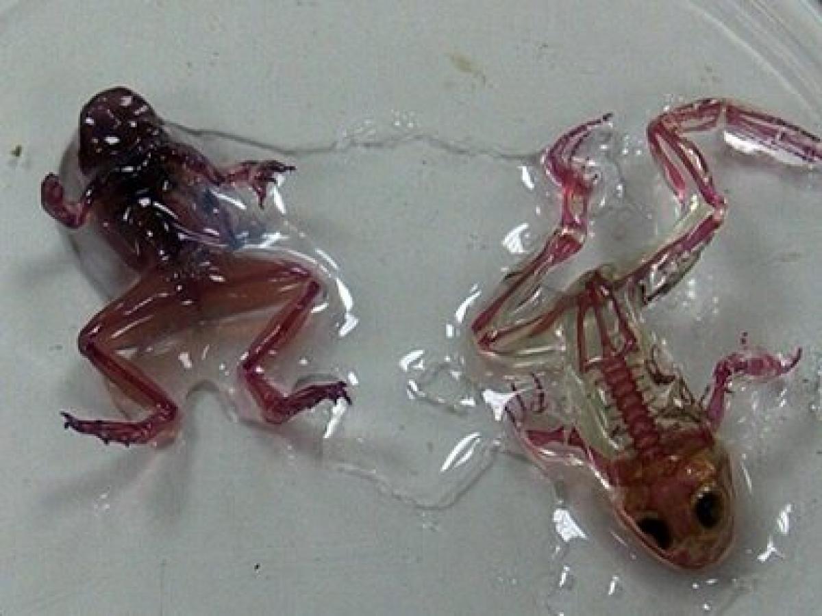 内臓から骨まで透けて見える 完全に透明な カエル ミュータント フロッグ 出現 囁かれる恐ろしい原因とは