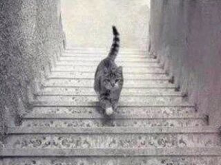 このネコは階段を「下りている」？「上っている」？ 錯視画像に議論沸騰!!