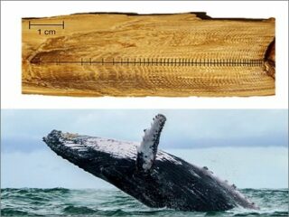 クジラの耳くそには「146年分のストレス」が蓄積されていることが判明！ 世界大戦や捕鯨… 苦しみの痕跡が発覚！