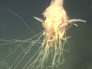 無数の触手でフワフワ浮遊…!! 珍妙すぎる深海生物の正体は「スパゲッティ・モンスター」なのか？