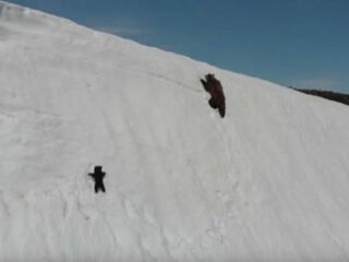 【感動】雪山の急斜面をクマの親子が登る“3分映像”の緊迫感がスゴイ！ 自然の脅威・勇気・希望・愛・忍耐の全部入り！