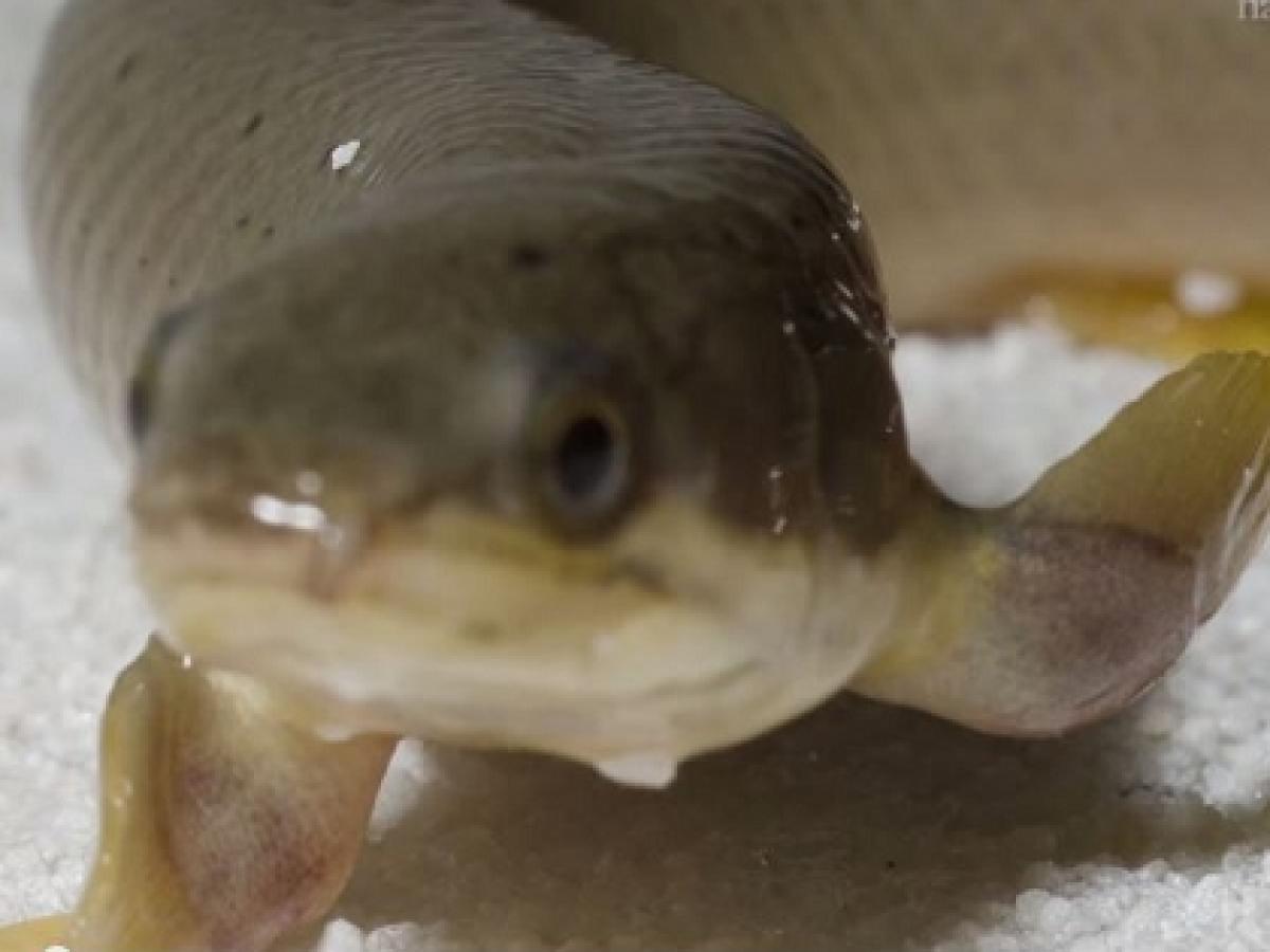 進化の謎 8カ月間の訓練で魚が陸上歩行 水中から陸上生活に移行するプロセスが実験で明らかに