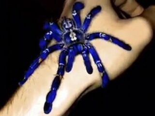 激レアな“青すぎるタランチュラ”に研究者困惑！ 毒蜘蛛「グーティー・サファイア・オーナメンタル」の未解明カラーの謎！