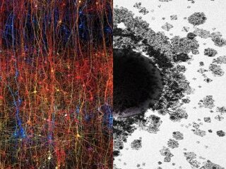 脳は11次元構造を持つ多元宇宙だった！ “高次元ニューロン”の動きに科学者「誰も想像していなかった世界」