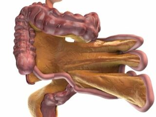 西洋医学で発見された人体の新臓器「腸間膜」、東洋医学は前から知っていたことが判明！
