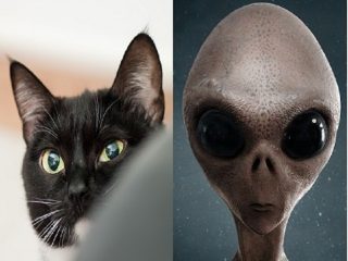ネコが「宇宙人が送り込んだスパイ」である決定的証拠2つ！ UFOに乗り込む衝撃映像、飼い主監視…！
