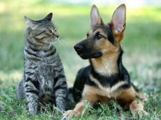 「犬と猫、賢いのはどっち」圧倒的な差で問題に終止符！ 米大学の研究で判明された衝撃内容とは？