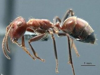 巣を守るために「自爆」する“特攻アリ”が発見される！ 究極の自己犠牲の深～い意義とは!?（最新研究）