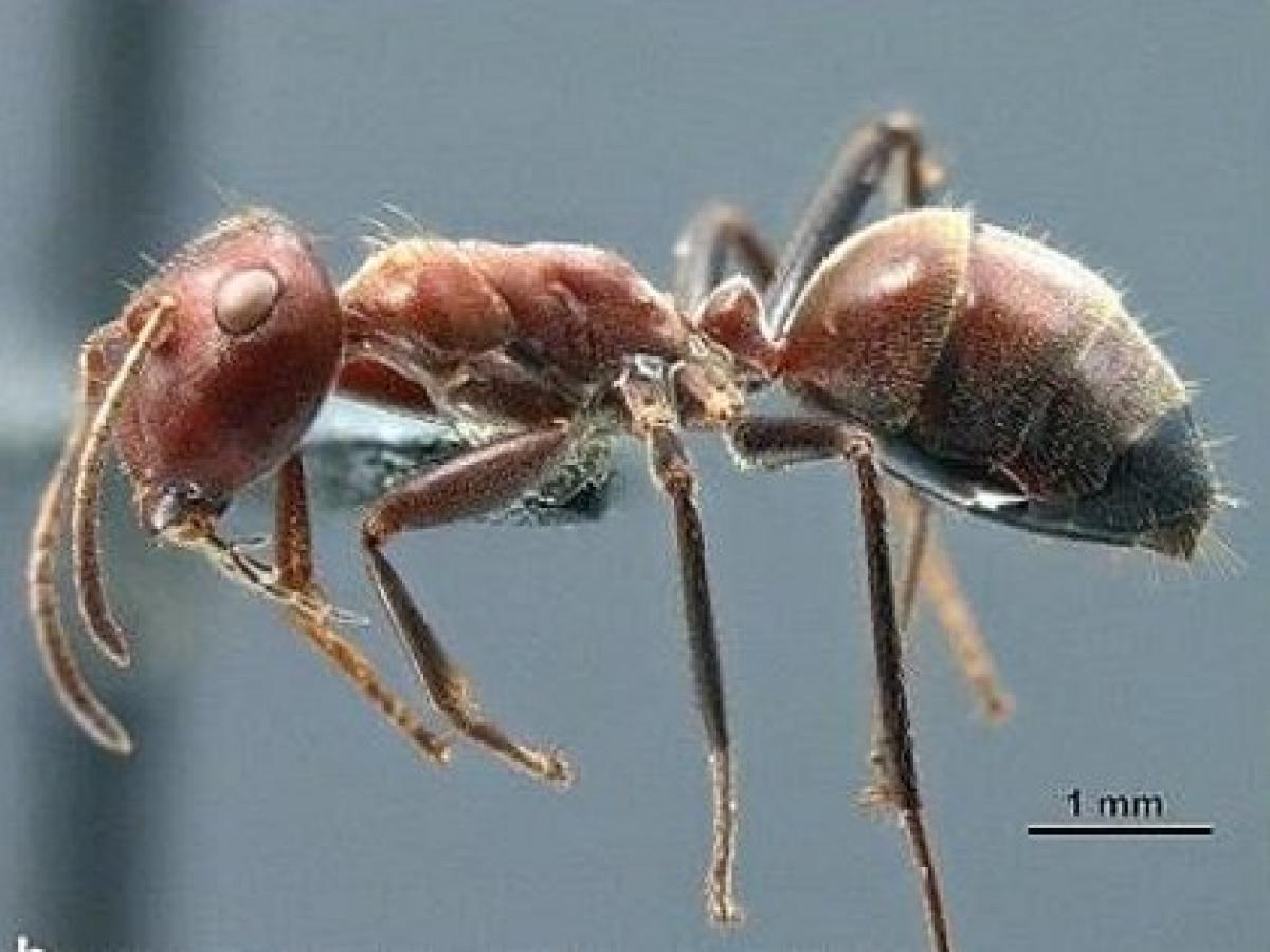 巣を守るために 自爆 する 特攻アリ が発見される 究極の自己犠牲の深 い意義とは 最新研究