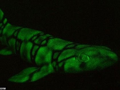 深海でネオンのように光る謎の生物とは