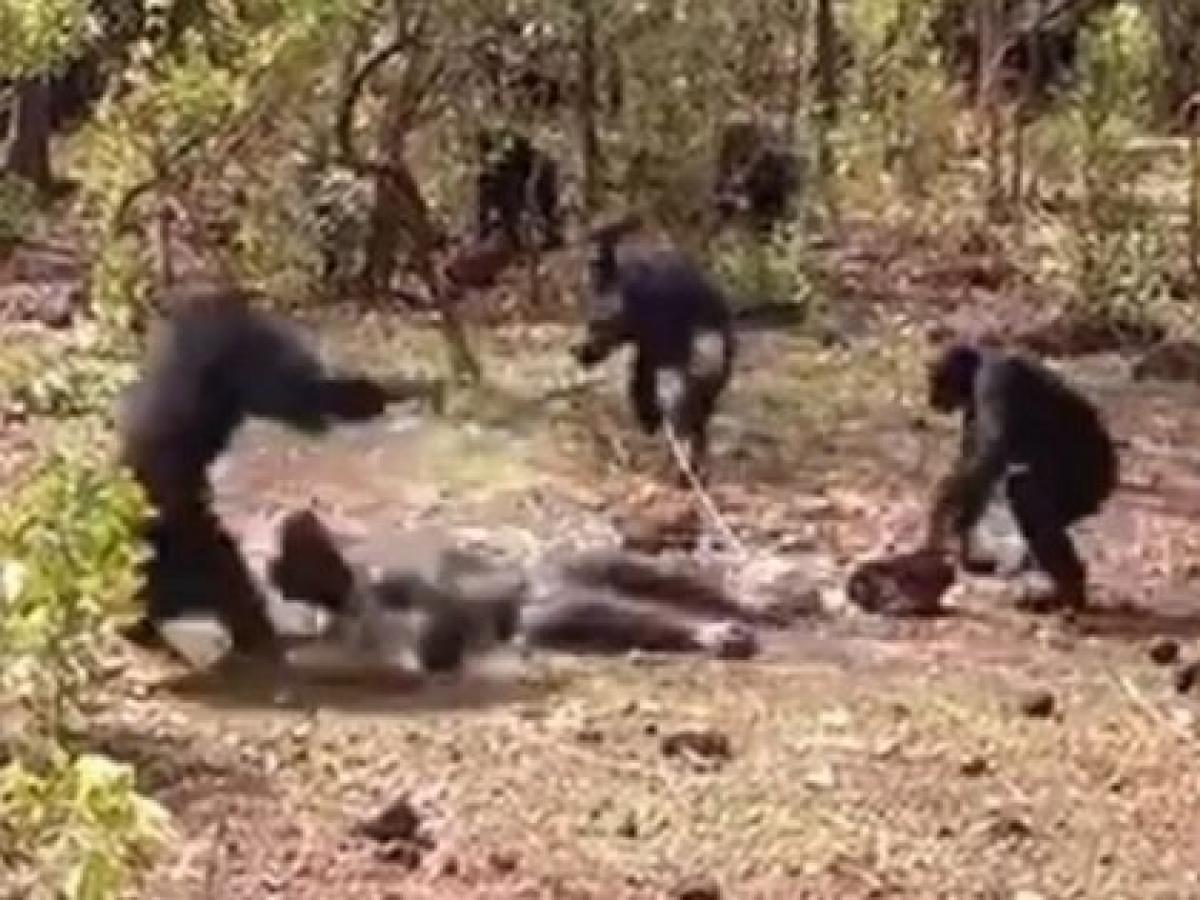 チンパンジーが 痴情のもつれ で集団リンチ 股間を噛みちぎって殺害する犯行現場が撮影される 最新研究 Tocana