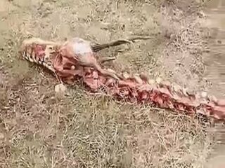 中国で体長18mの“龍の死骸”が発見される！ ツノや手足も完璧に残存、現地は大混乱で捜査機関にも動き！