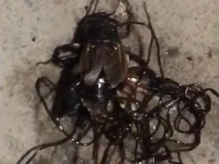 【閲覧注意】死骸から湧き出す「黒いスパゲッティ」 ― 昆虫を“入水自殺”させる恐怖の寄生虫の正体は？