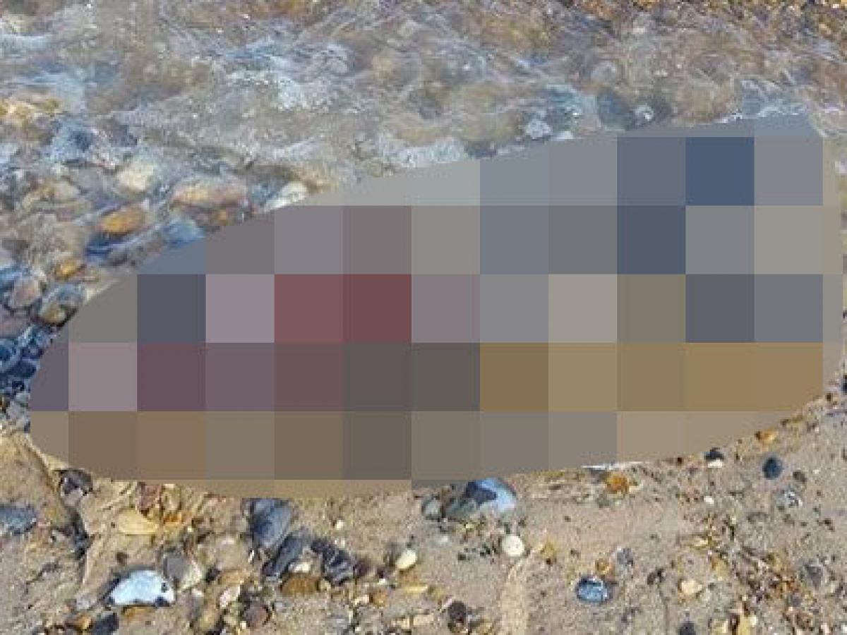 人魚の腐乱死体 が発見される 見るも無残なグロすぎる姿に戦慄 英ｰトカナ