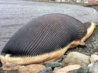 巨大クジラの死体が人間を襲う？　ビーチに打ち上げられた60トンのクジラに町民は戦々恐々！