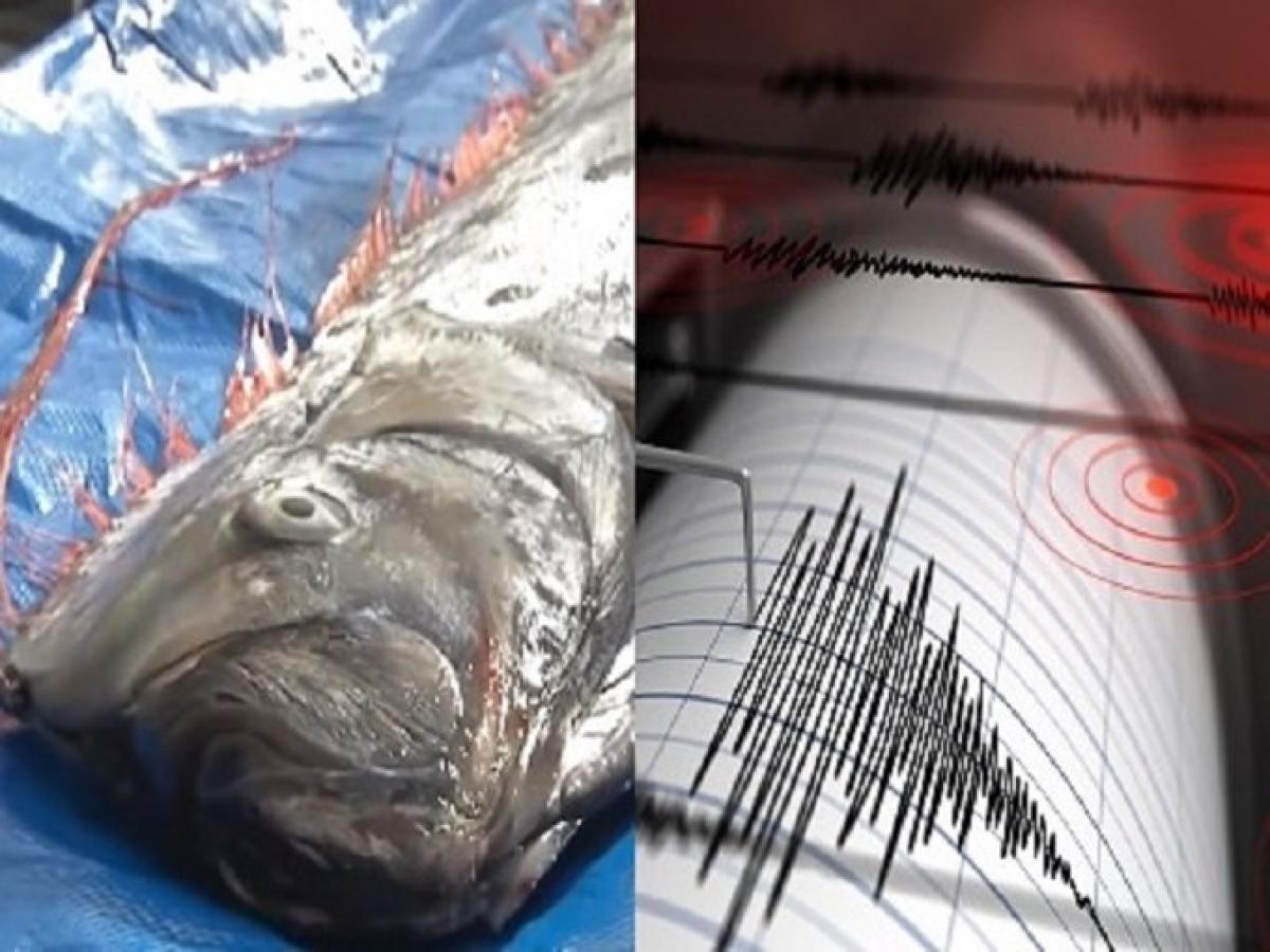 日本海でリュウグウノツカイが超大量出現 地震の前触れか 3 11と酷似 2月15日が危険 Tocana