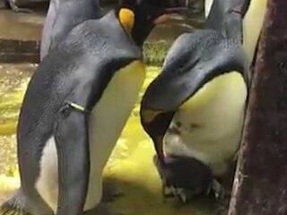 ペンギンの同性カップルが育児放棄された子ペンギンを保護！ 飼育員も感動、2人の優しさについて語る！